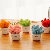 아스파시아 생화 미뇽킨 쁘띠 모스 화분 5p 세트, 라벤더블루, 어텀, 핑크, 스프링그린, 레드, 1세트
