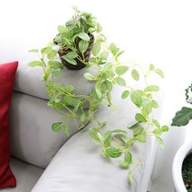 조아트 행잉 바구니넝쿨 휘토니아, 1개