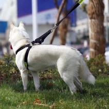 파스텔독 아이앤엘 중형견 하네스 + 리드줄, 블랙, 1세트