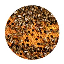 리빙팝 3D 허니비 원형 발 매트, 6 type