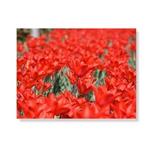 리틀하이커 flower 캔버스 프린팅 액자 A3W35 197