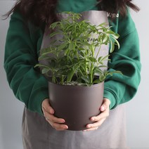 모리앤 물주는 시기를 알수있는 플랜트 눈금화분 원형, 브라운