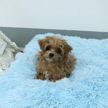 개편한세상 강아지 빈백, 스카이