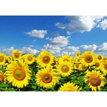 스마탭 보석십자수 캔버스형 황금 해바라기 풍경 GD23 해바라기와 하늘 50 x 40, 혼합색상, 1개