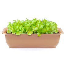 라운드 직사각 뷰티 6호 화분, 커피 컬러