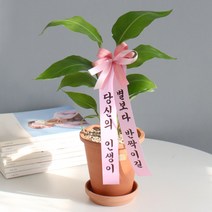 모리앤 리본포함 별보다반짝이길 극락조 축하화분, 혼합색상, 1개