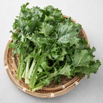 친환경 치커리, 300g, 1봉