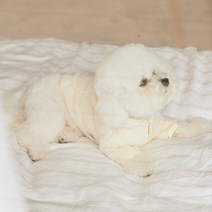 베니즈 반려동물 보아 후드 집업, 크림