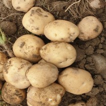 [산지직송] 햇 감자 수미 10kg 5kg 못난이 정품, 못난이 5kg 왕특, 1박스