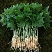 장성 약용 새싹삼 특허재배, 1박스, 05. 미니 100뿌리