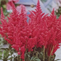 야생화피어나라플라워 아스틸베(Fireberry)