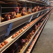 [민수팜]오늘 낳아 신선한 무항생제 친환경 계란 60구, 우포계란 중란 60구(30구x2판)