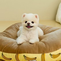 [펫노리터] 허니브레드 사계절 양면 강아지 방석 L