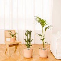 나무플랜트 겐차야자 이태리토분 인테리어식물 거실화분, 서랍형받침대