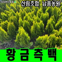 라라런던농원 황금측백나무 묘목 3그루 울타리나무 산소에심는나무