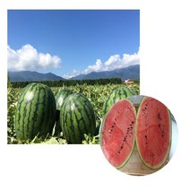 함안 명품수박, 5kg내외, 1개