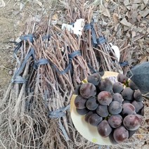 포도 거봉 묘목 1주 1년생 포도 포도나무 거봉묘목, 1개