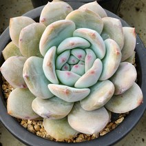 다육식물(먼로) 랜덤 발송