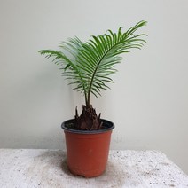 공기정화식물 작지만 강한 소철 중품 반려식물 30-50cm 109, 11111