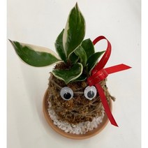 솔샘정원 토피어리 만들기 키트