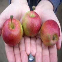 미니사과/오토메/R3CM/묘목/d0037