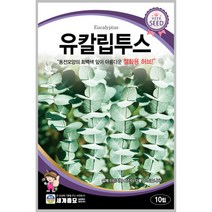 유칼립투스 10립 / 허브 수목 종자 마당 절화용 관상용 정원 텃밭키우기 조경가꾸기