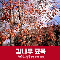 감나무/감나무묘목/성목/R5/결실주/개량대봉/도시농부