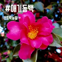 동백나무(2년생 포트묘) 애기동백