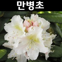 울릉도만병초 나무 묘목 4치포트 1개/정원/공원/조경수