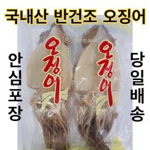 유성일등 동해안 쫄깃쫄깃 반건조 오징어, 10마리, 750~800g (小)