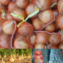 창녕양파 산지직송 햇양파 저장양파 지양파 3kg 5kg 10kg, 중