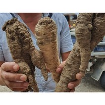 울릉도 특대 자연산더덕, 담금주용 더덕 (1.2kg)