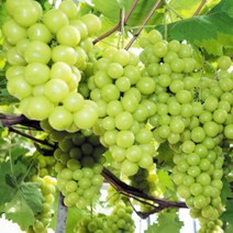 꿀당도 김천 샤인머스켓 망고포도 2kg 3~4송이 에어포장, 2kg 3~4 송이