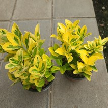 황금사철30