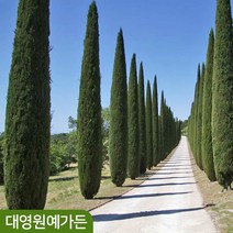 이태리향나무 스트릭타 싸이프러스 측백나무, 스트릭타 (20cm포트), 1개
