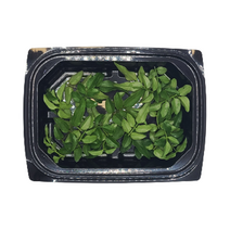 자스민잎 생잎 1팩 (30잎 내외)