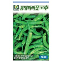 동명꽈리풋고추씨앗 500립 안매운꽈리 연속재배가능 주말농장 텃밭가꾸기 고추씨, 단품없음