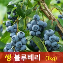 칠레산 수입 생 블루베리, 블루베리 1kg(125g x 8팩)