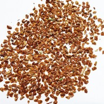 편백나무 씨앗 10g(1000립)