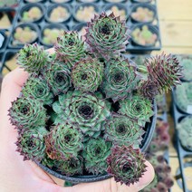 브론즈바위솔 군생 바위솔