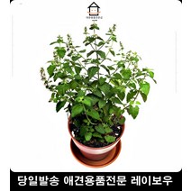 화분세트 캣닢재배 집냥이 고양이용품샵 고양이가좋아하는것 아기고양이키우기 고양이기르기, 1개