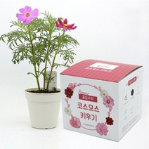 예스통상 <씨앗 식물 키우기 재배키트 50종> 강낭콩키우기 토마토키우기 원예체험 텃밭가꾸기 새싹키우기, 30. 꽃집사_꽃키우기_코스모스 단품” class=”wr-img”></a></div></p></div></p></div></p></div><div class=