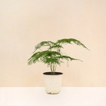 마이플랜트 [마이플랜트]아스파라거스 나누스 공기정화식물 중형 식물키우기 모종, 1개, 아스파라거스 나누스