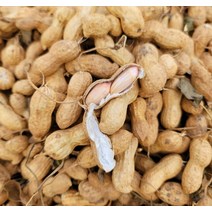 국산 태안 생땅콩 1kg 부럼땅콩 피땅콩 껍질째 안면도, 1개