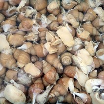 우렁각시 동해안 백고동 백골뱅이 1kg, 02_백고동 1kg(소자 30~40마리 내외), 1개