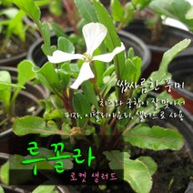 루꼴라 (식용허브/로켓샐러드) 지름 9cm 허브화분, 2개