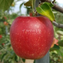 [나무판매] 자연농원 홍로사과 나무 묘목 최소구매 2개, 미시마부사(늦사과)특묘