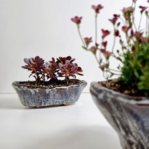 백년옹기 모던 인테리어 옹기다육이화분 예쁜도자기화분, 나팔꽃 화분+나팔꽃 화분