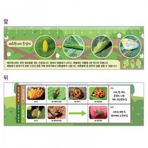 배추흰나비 한살이 플라스틱자(10개)