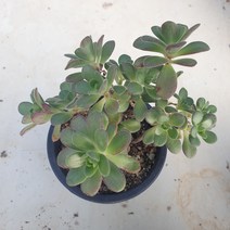 [수암다육] 아도데스 랜덤발송 Aeonium saundersii (Adodes) 다육 다육이 다육식물